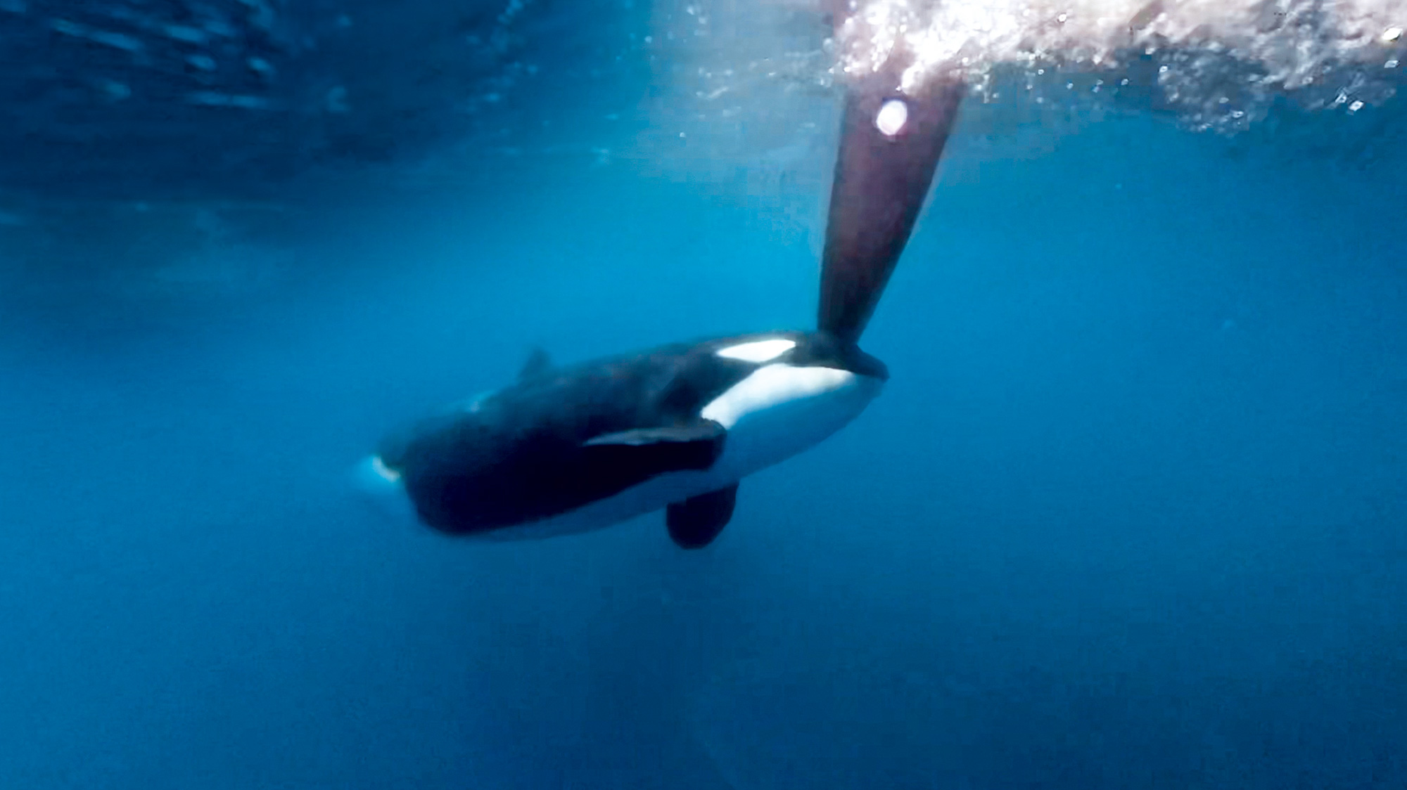 Dealing with orca attacks and how to navigate ‘Orca Alley’